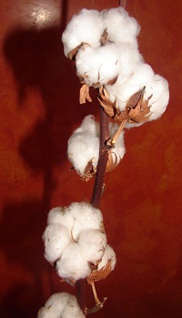 cotton flower stalk, orange background